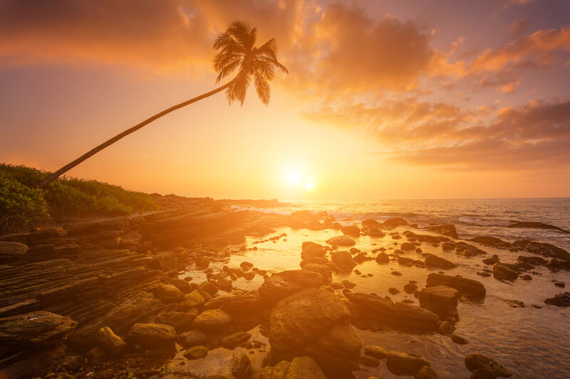 Einzelne Palme am Strand bei Sonnenuntergang