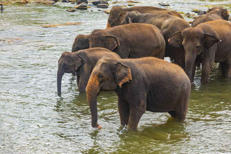 Elefanten beim Bad im Fluss in Pinnawala