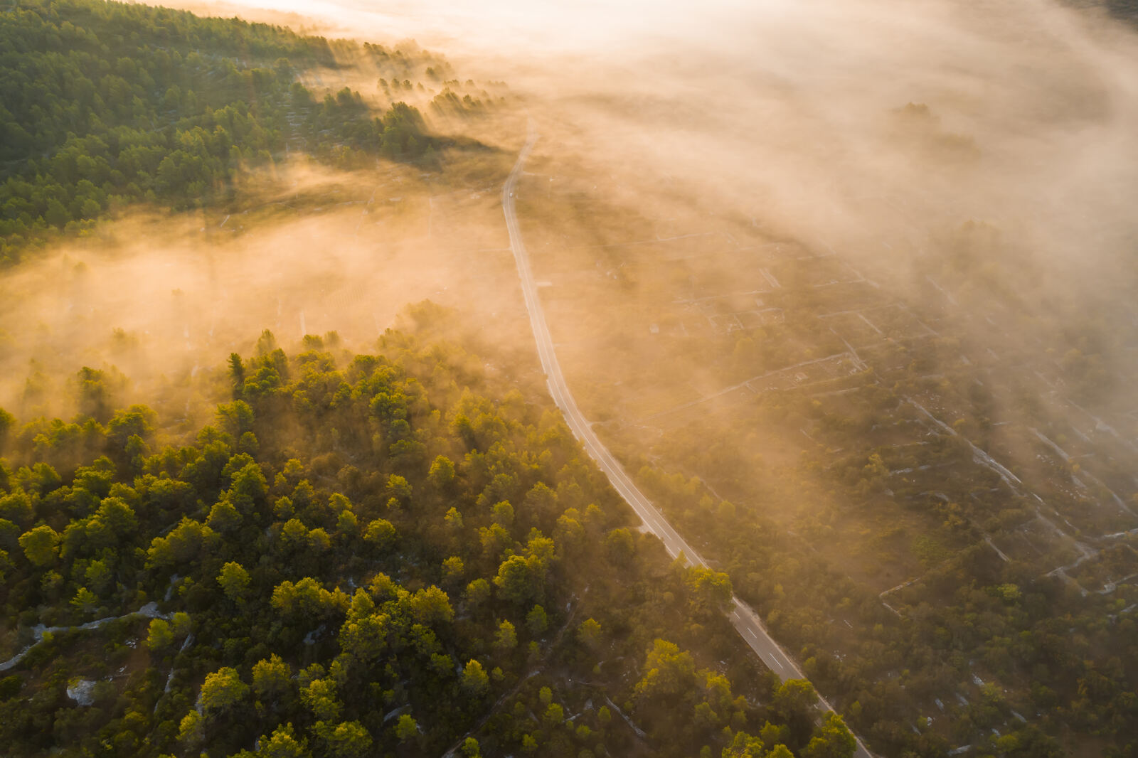 Verträumte Waldlandschaft im goldenen Licht