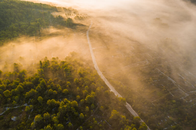 Verträumte Waldlandschaft im goldenen Licht