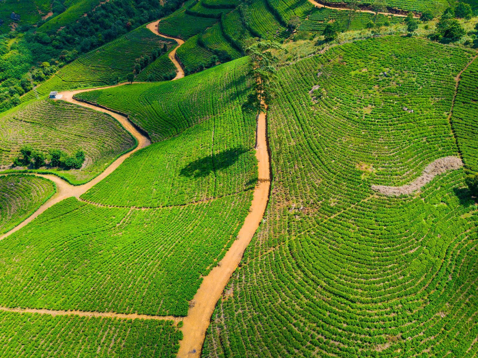 Teeplantage im Morgennebel