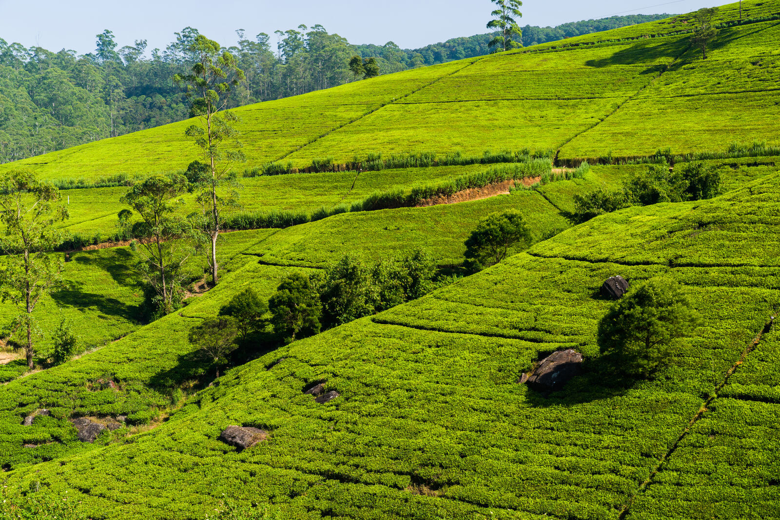 Geschwungene Teeterrassen in den Bergen