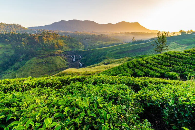 St. Claire Wasserfall mit Teeplantagen