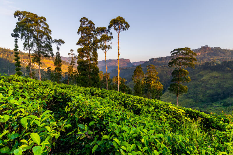 Teeplantage und St. Claire Wasserfall im Sonnenaufgang